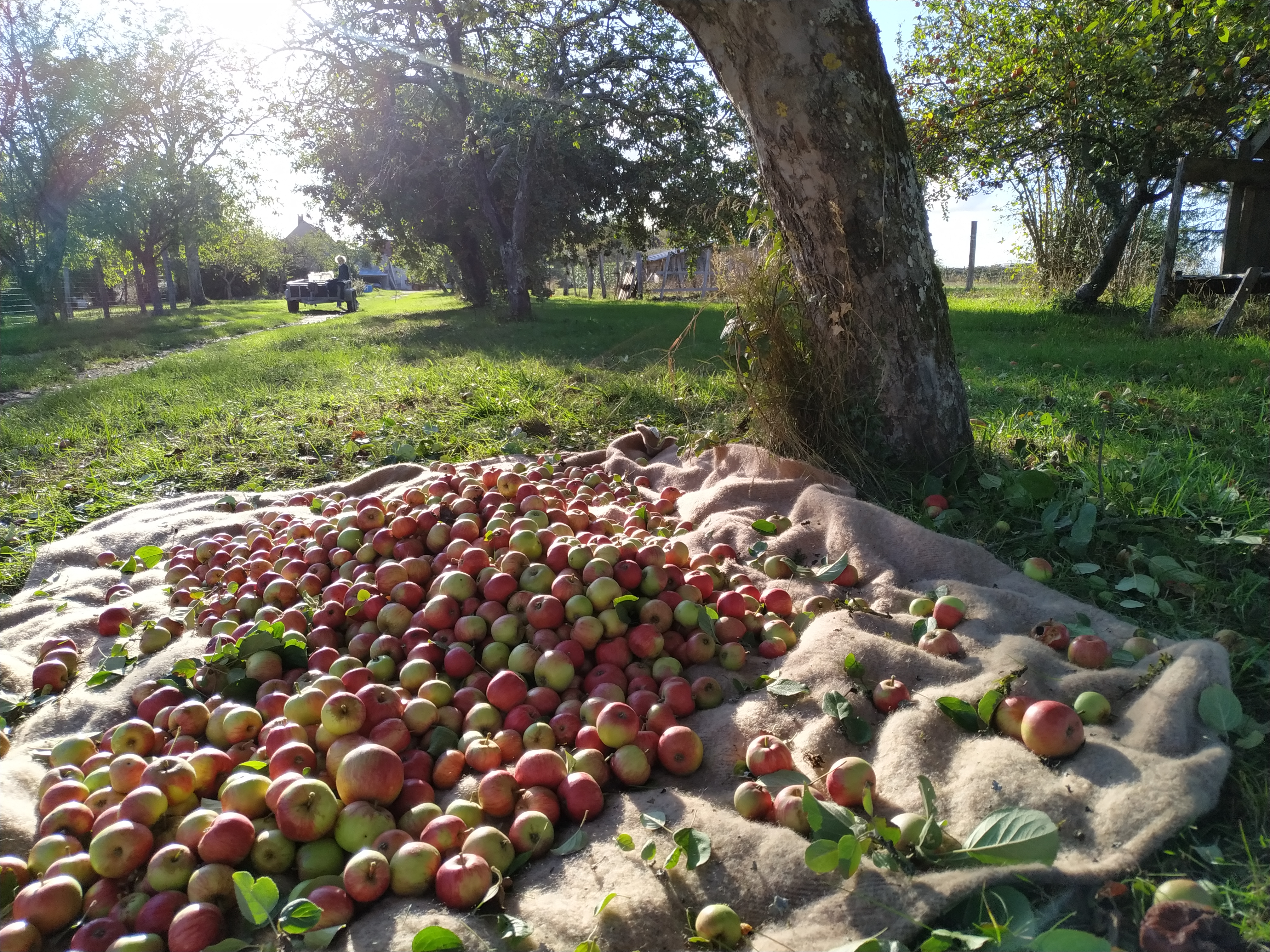 Nos pommes Mameho